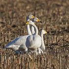 Singschwäne (Cygnus cygnus)