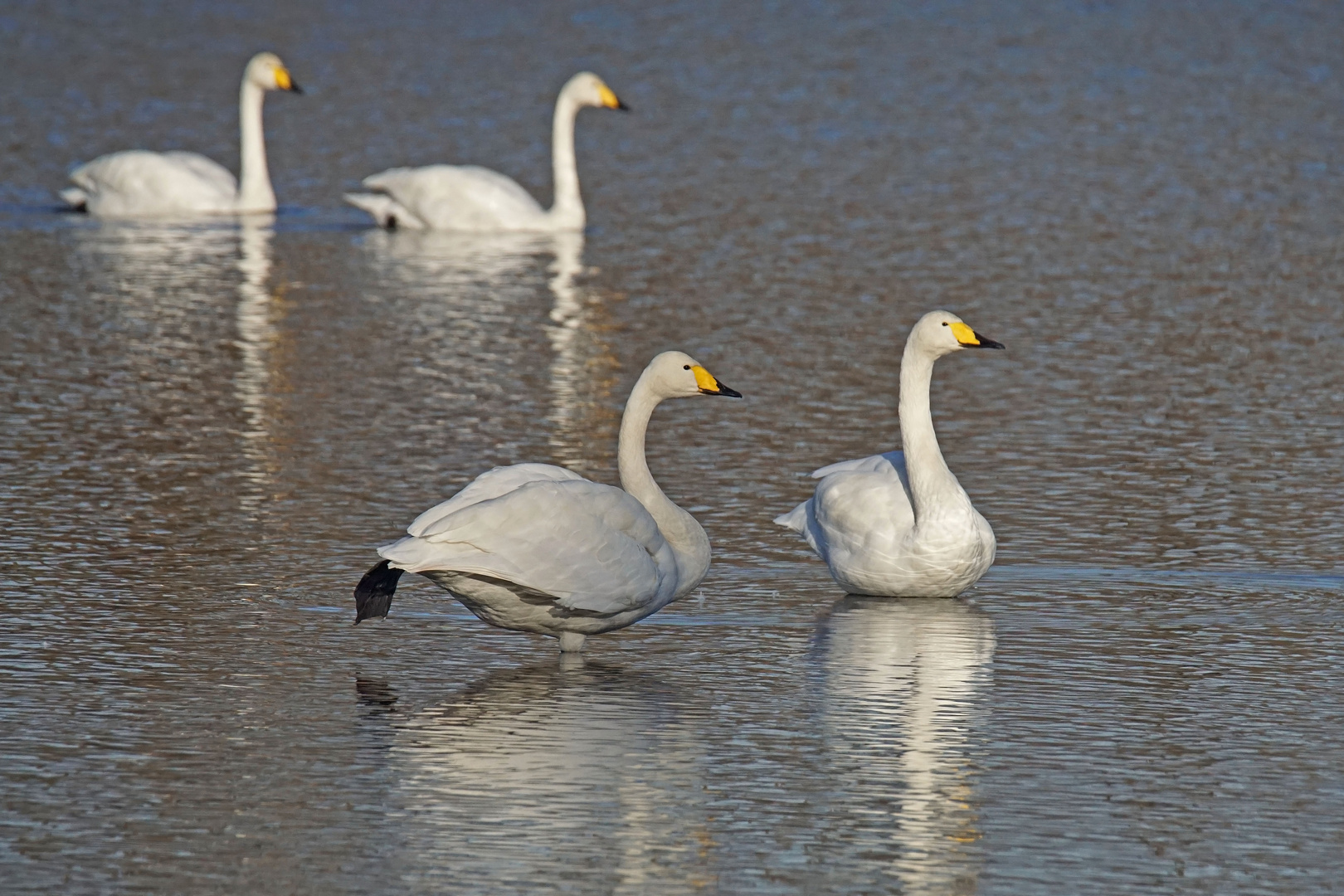 Singschwäne (Cygnus cygnus)