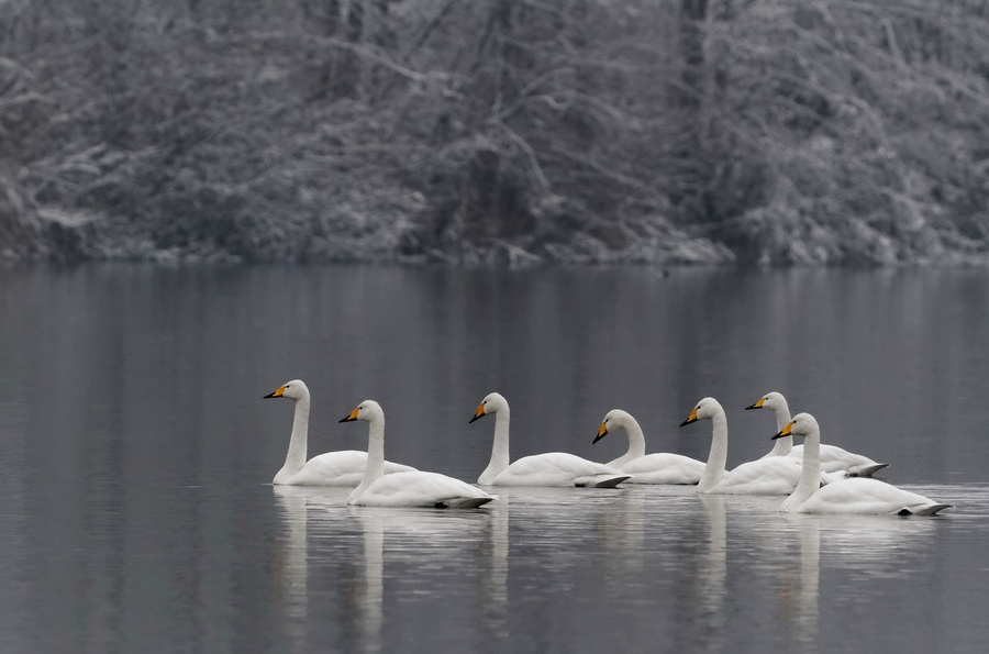 Singschwäne ( Cygnus cygnus )