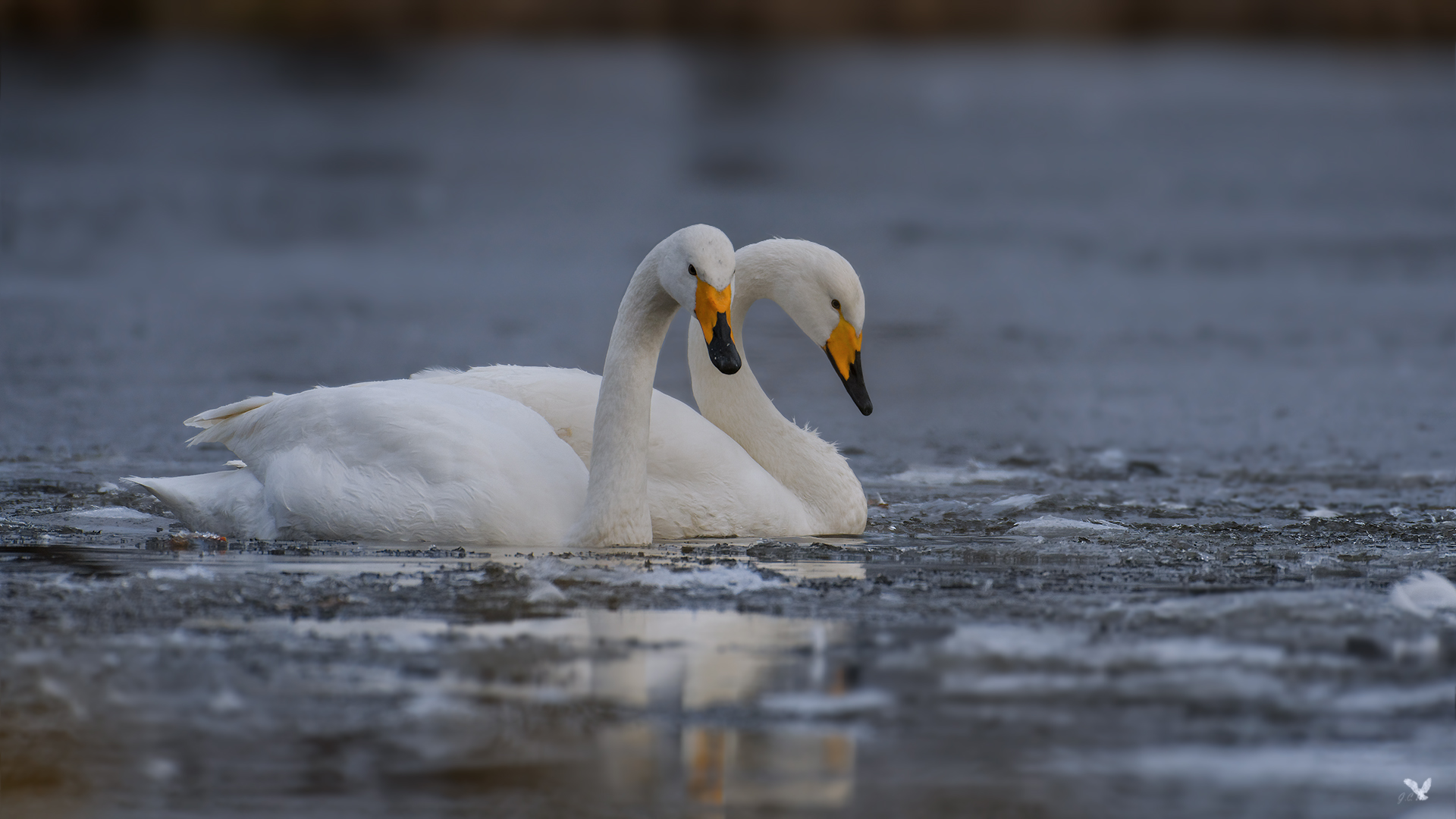 Singschwäne (Cygnus cygnus) Foto & Bild natur, vogel, singschwäne