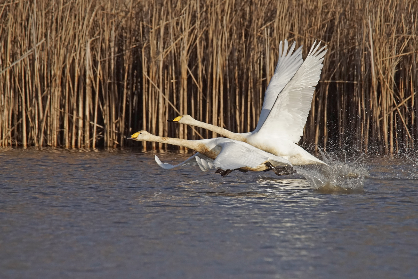 Singschwäne (Cygnus cygnus)