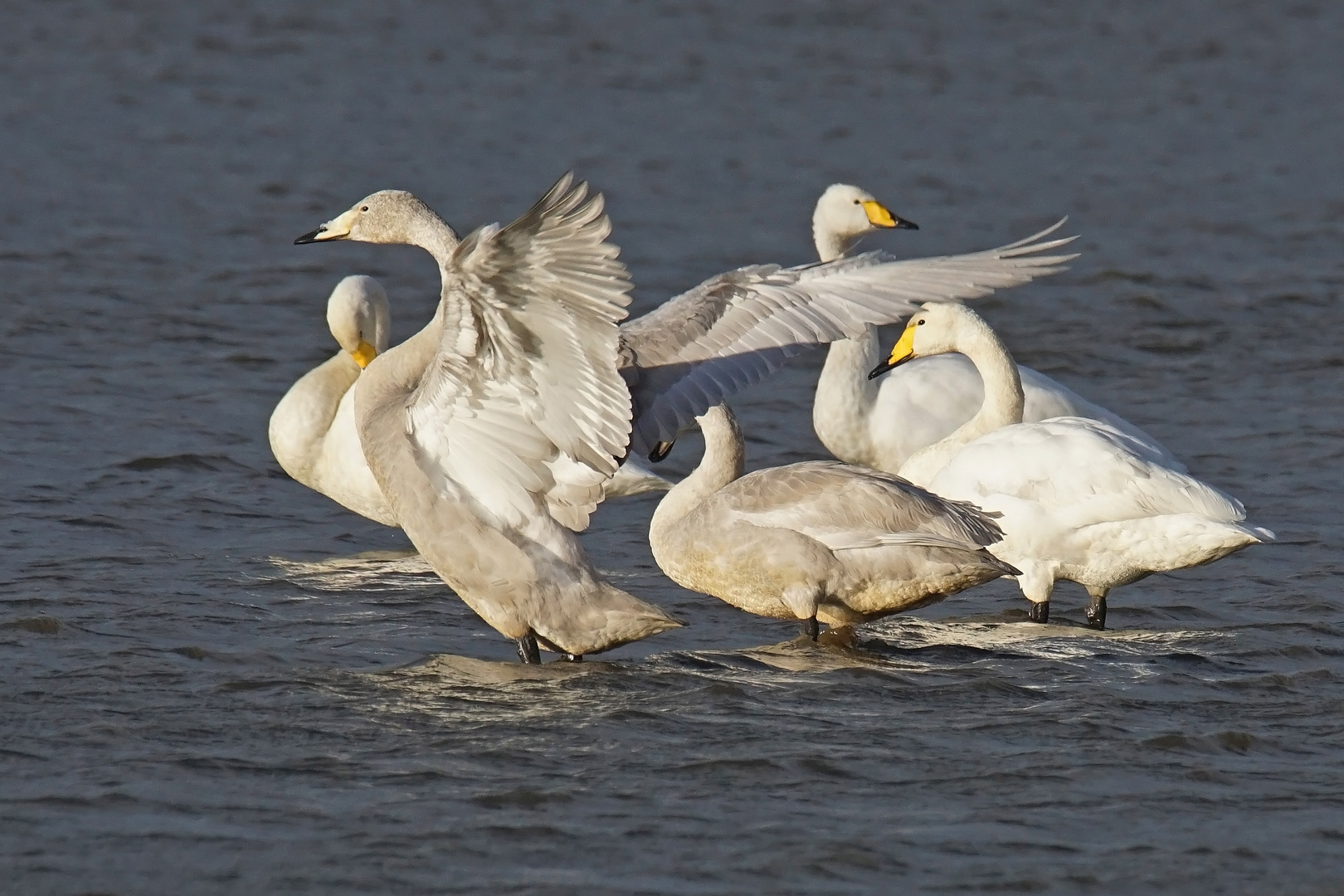 Singschwäne (Cygnus cygnus)