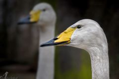 Singschwäne Edward und Luise aus dem Tierpark Berlin