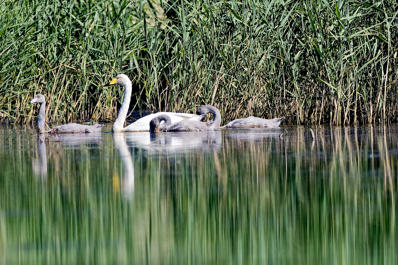 Singschwäne Familie