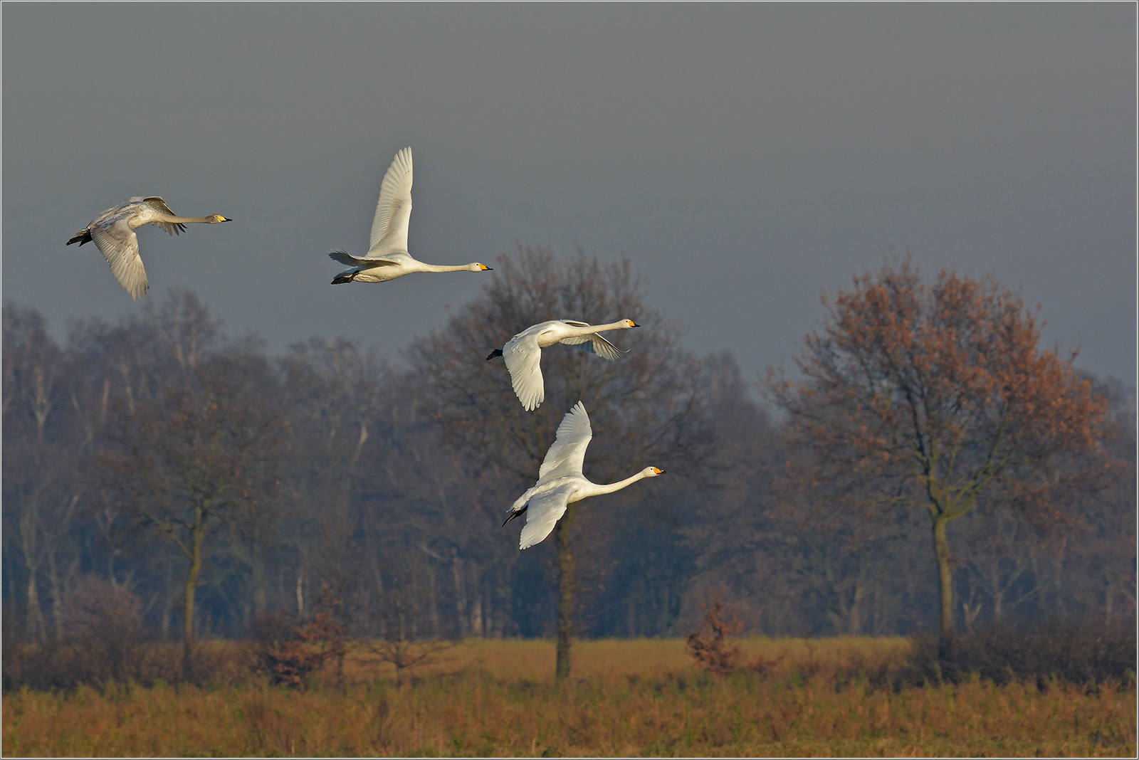 Singschwäne fliegen ein   . . .