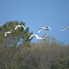 Singschwäne fliegen vorbei