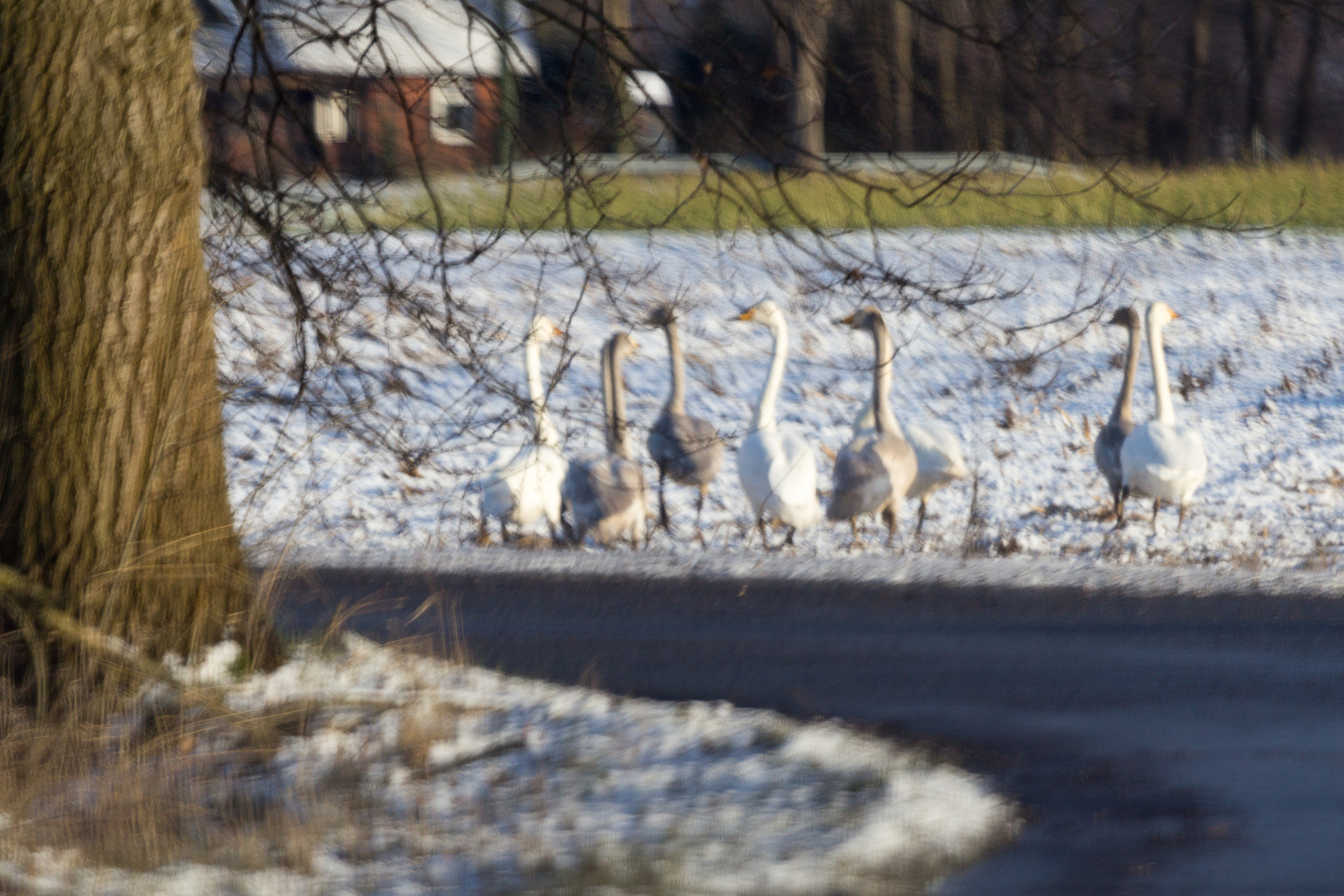 Singschwäne II