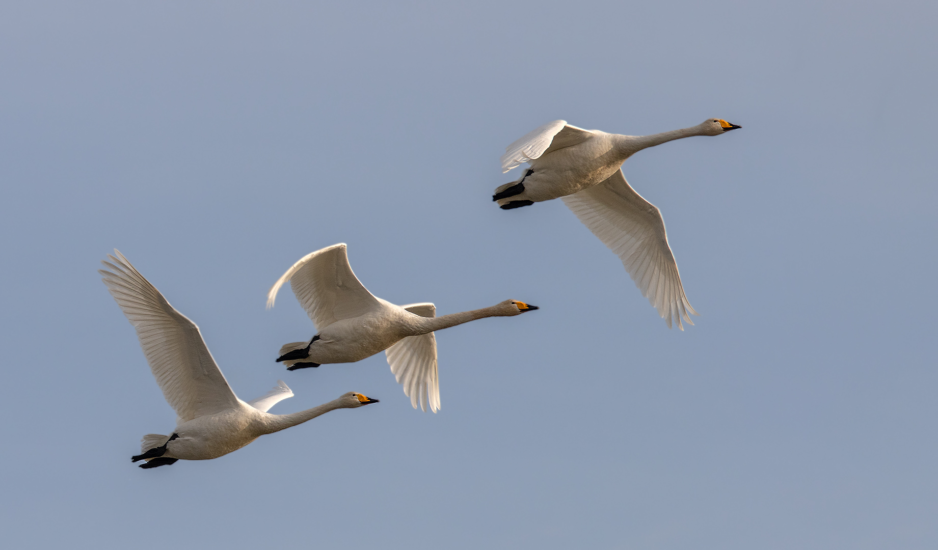 Singschwäne im Flug