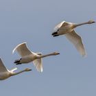 Singschwäne im Flug