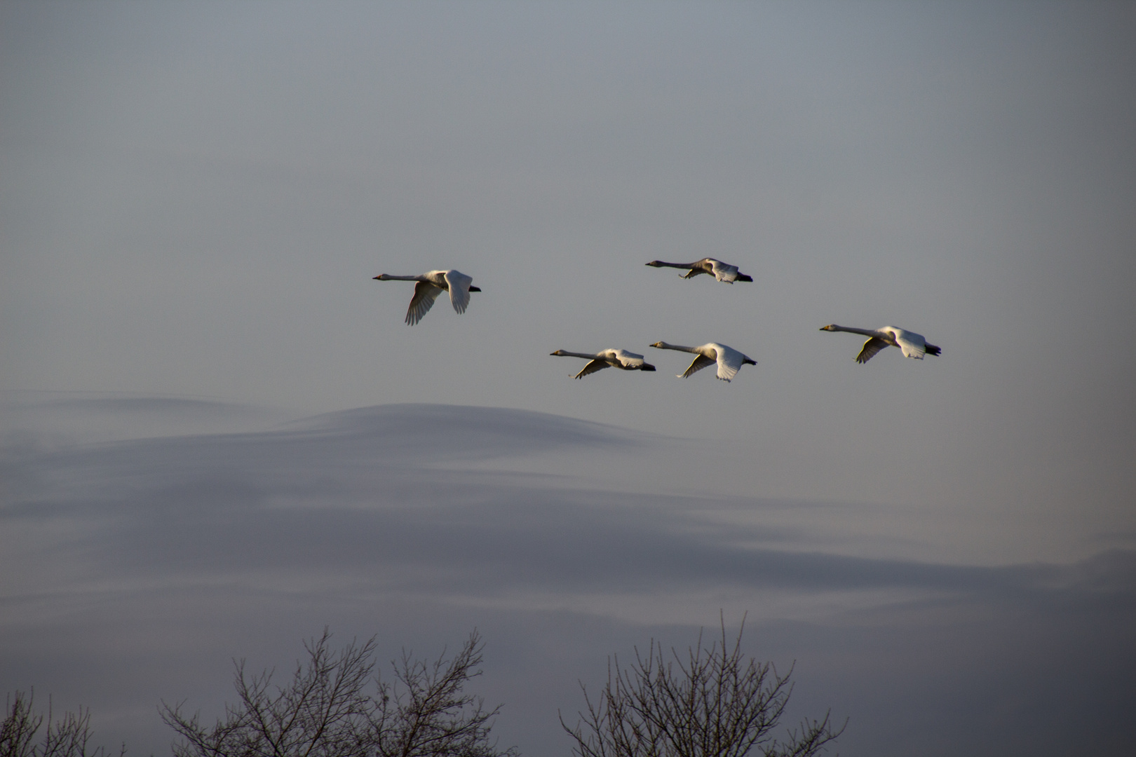 Singschwäne im Flug