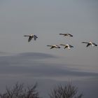 Singschwäne im Flug