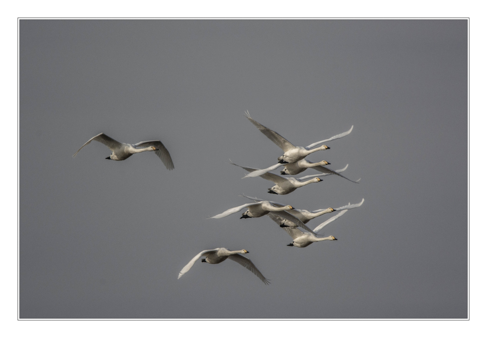 Singschwäne im Flug