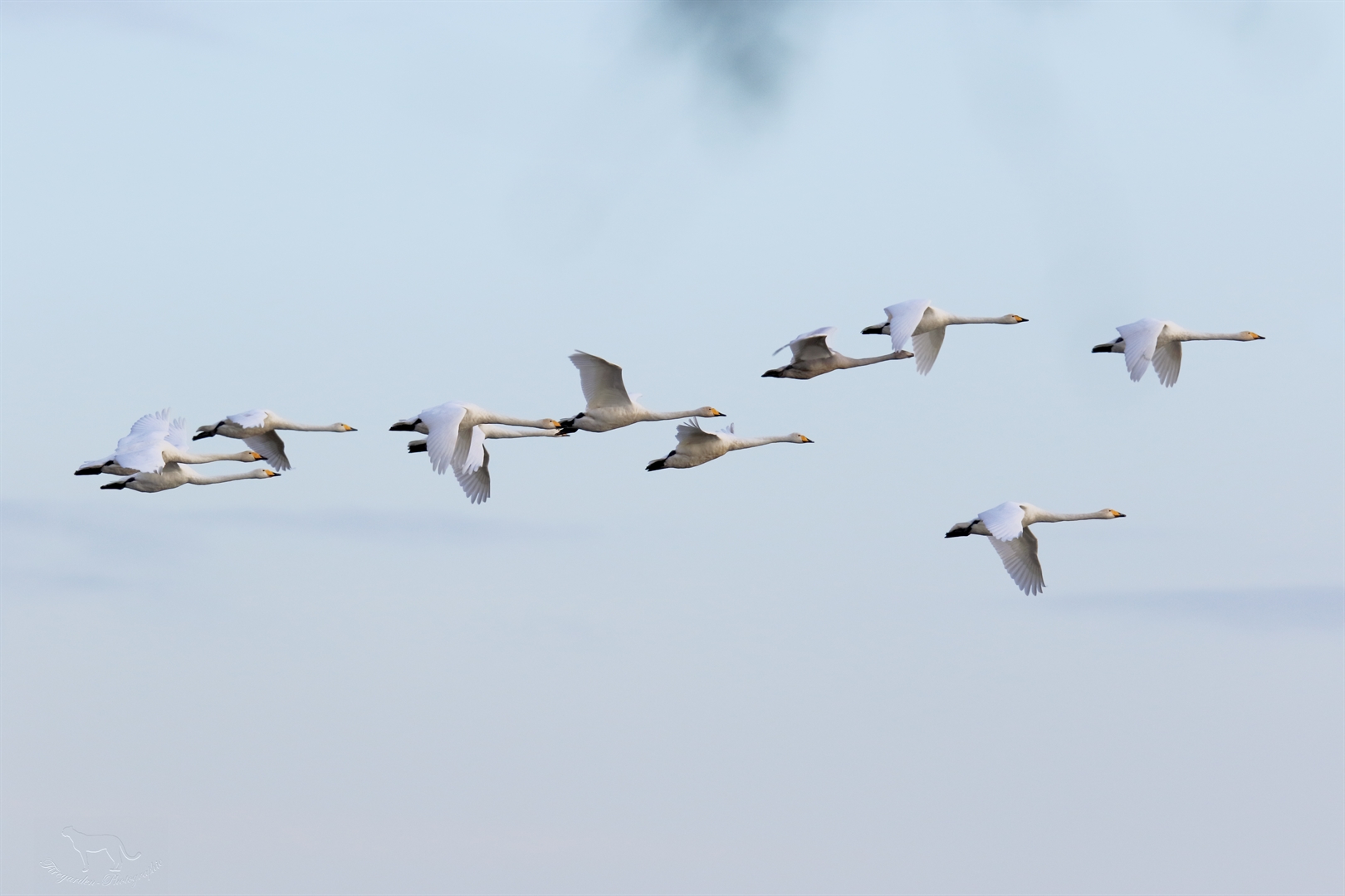 Singschwäne im Flug