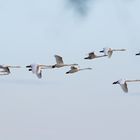 Singschwäne im Flug