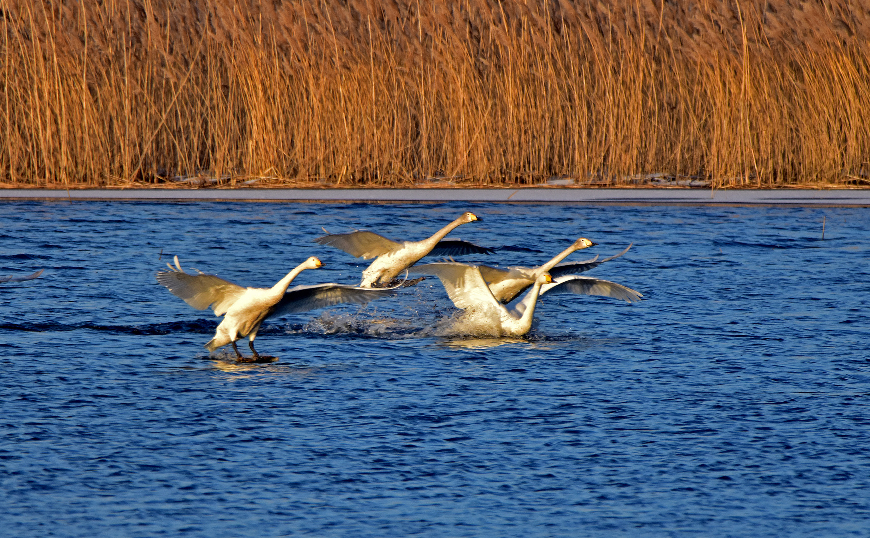 Singschwäne im Havelland