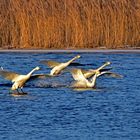 Singschwäne im Havelland