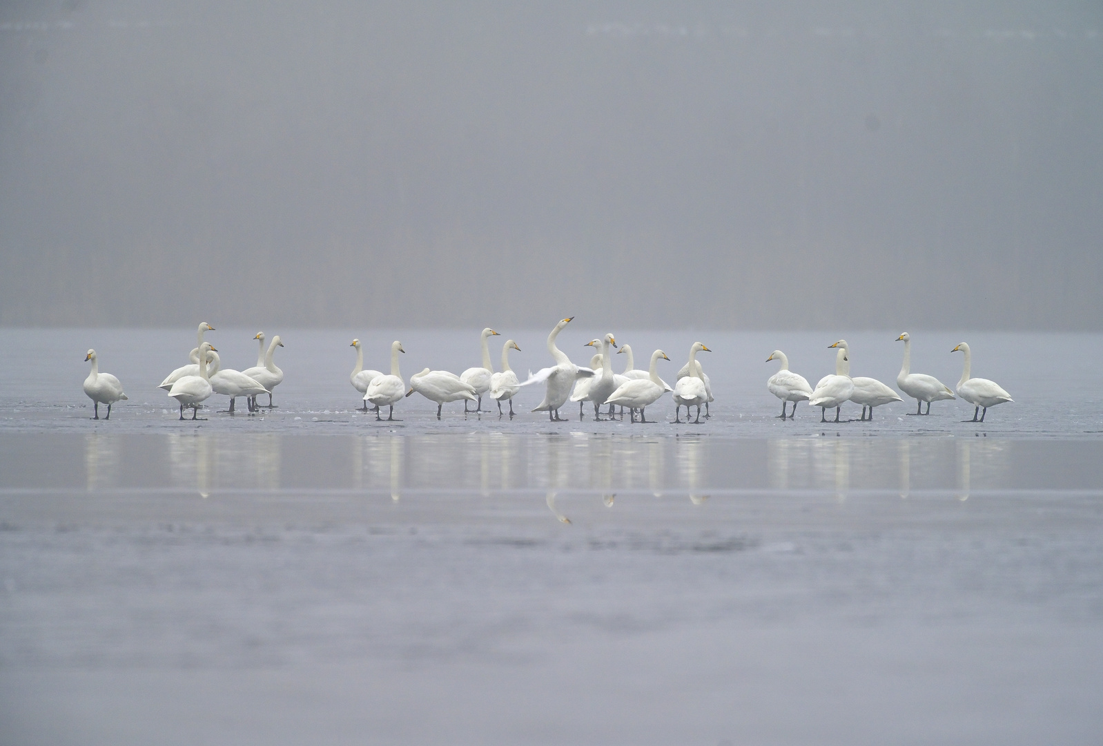 Singschwäne im Nebel 