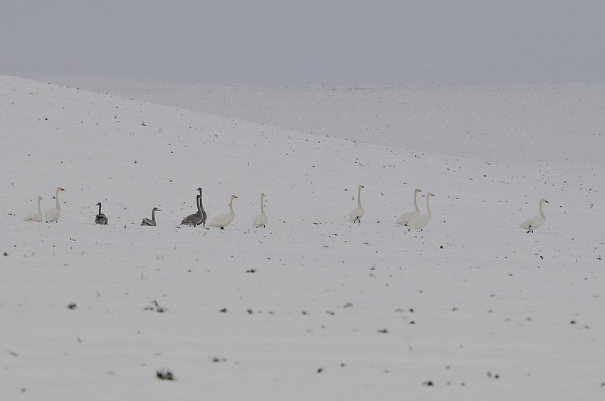 Singschwäne im Schnee