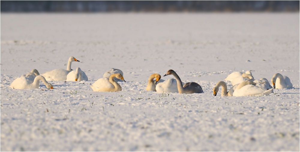 Singschwäne im Schnee