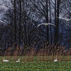 Singschwäne im Tiefflug