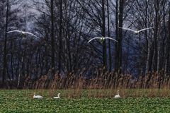 Singschwäne im Tiefflug