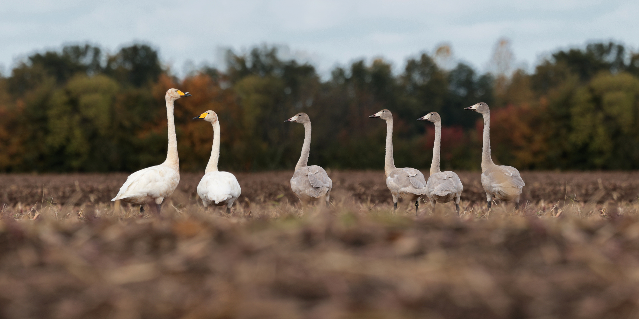 Singschwäne in der Oberlausitz