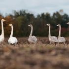 Singschwäne in der Oberlausitz