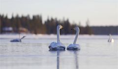 Singschwäne in Finnland