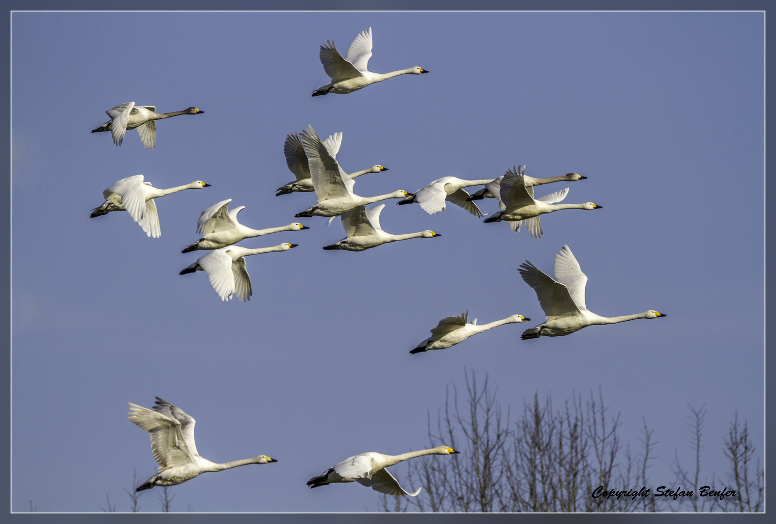 Singschwäne in Formation 2