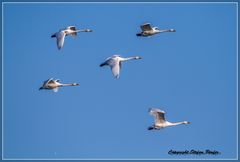 Singschwäne in Formation