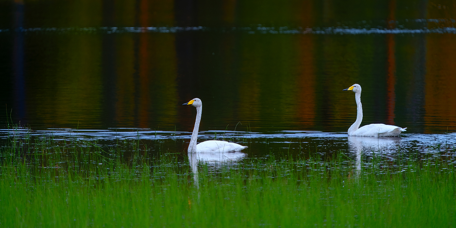 Singschwäne in ihrem natürlichen Habitat.