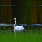 Singschwäne in ihrem natürlichen Habitat.