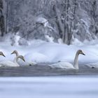 Singschwäne in Lappland