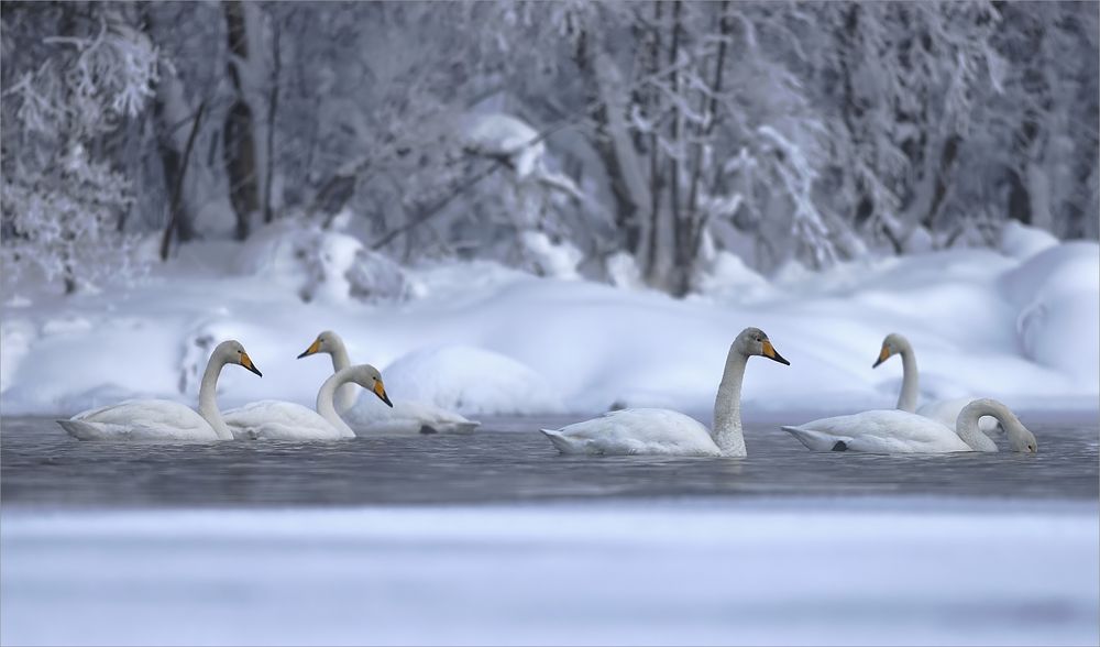 Singschwäne in Lappland