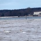 Singschwäne vor der Schlosskirche in Friedrichshafen