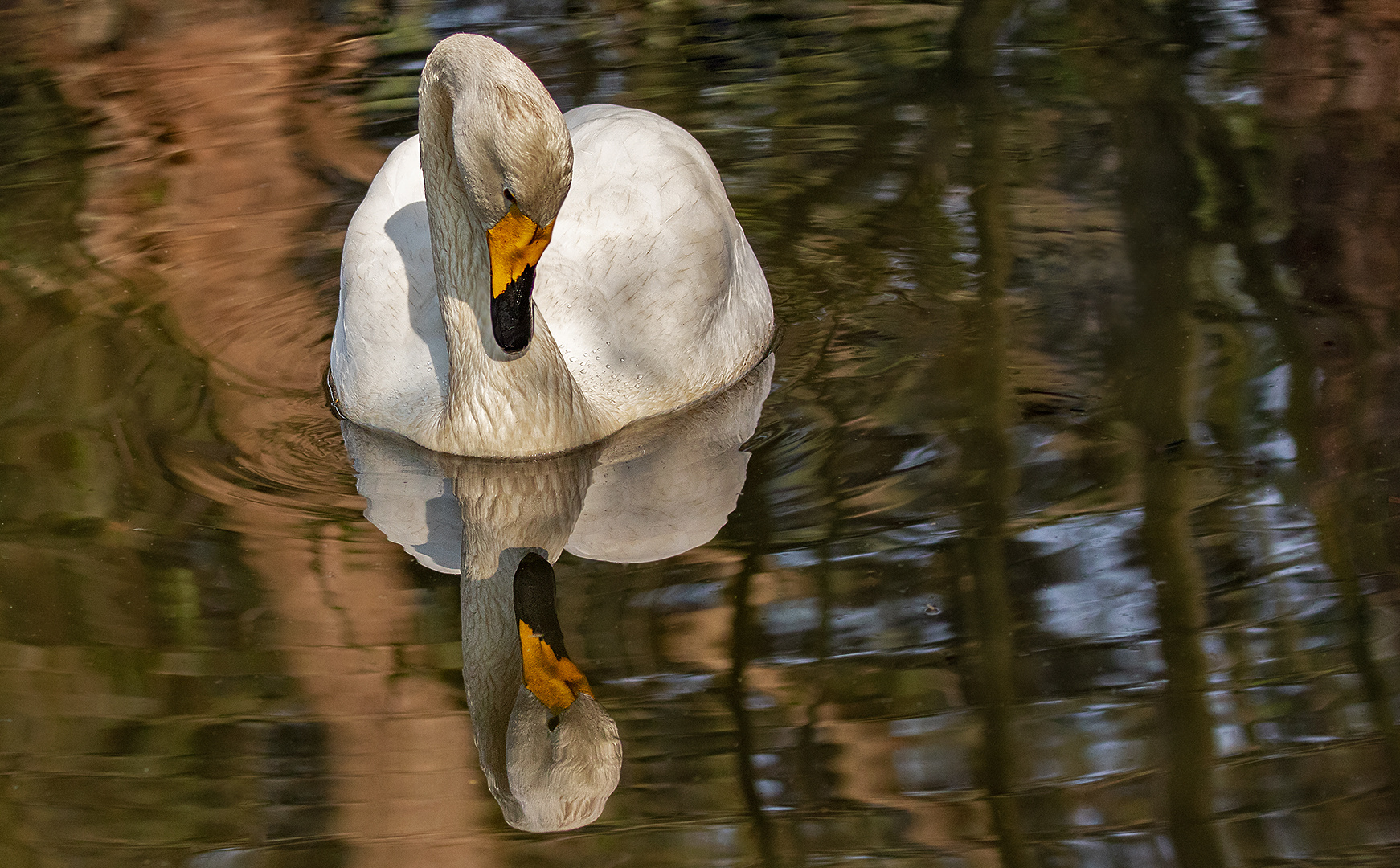 Singschwan  001