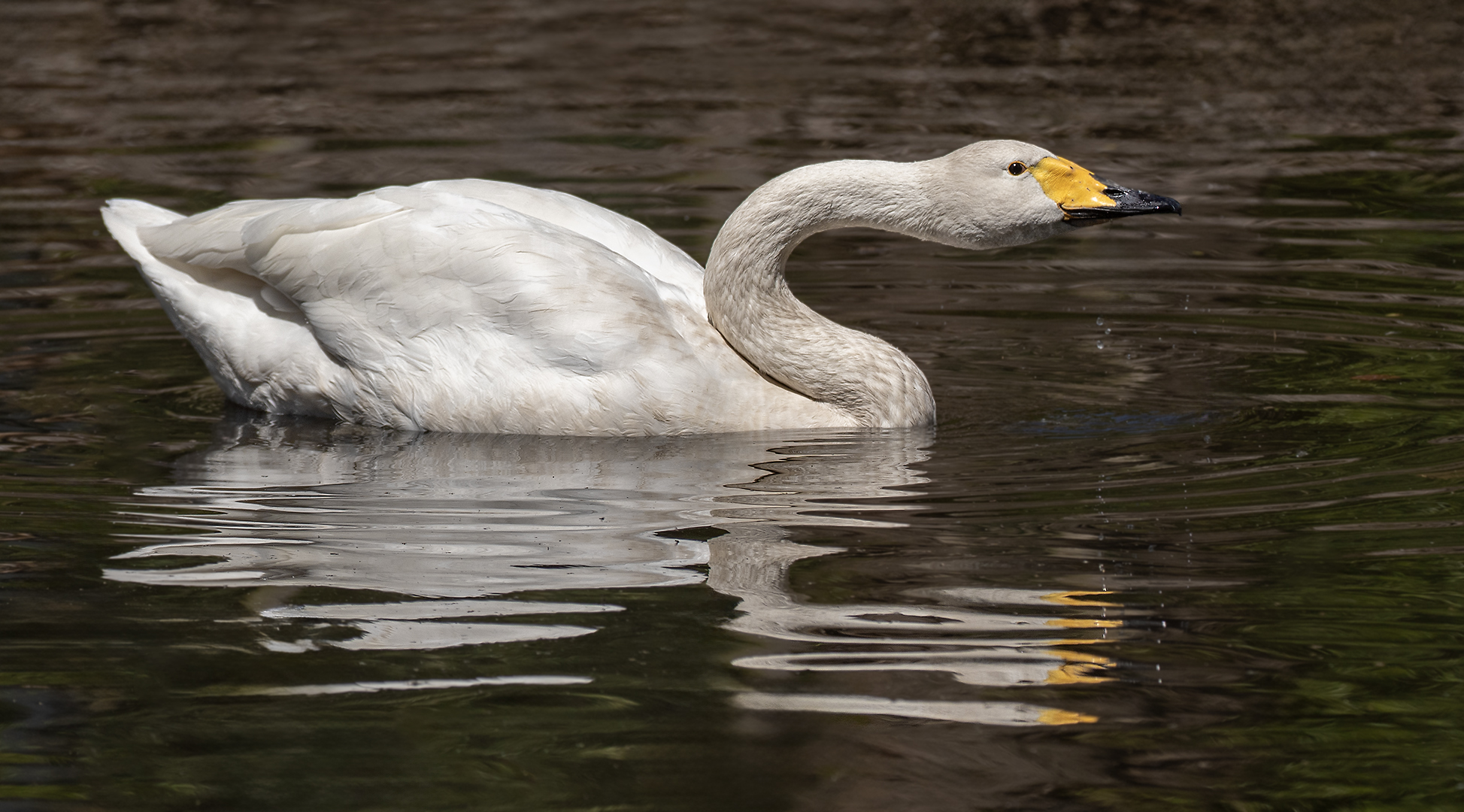 Singschwan