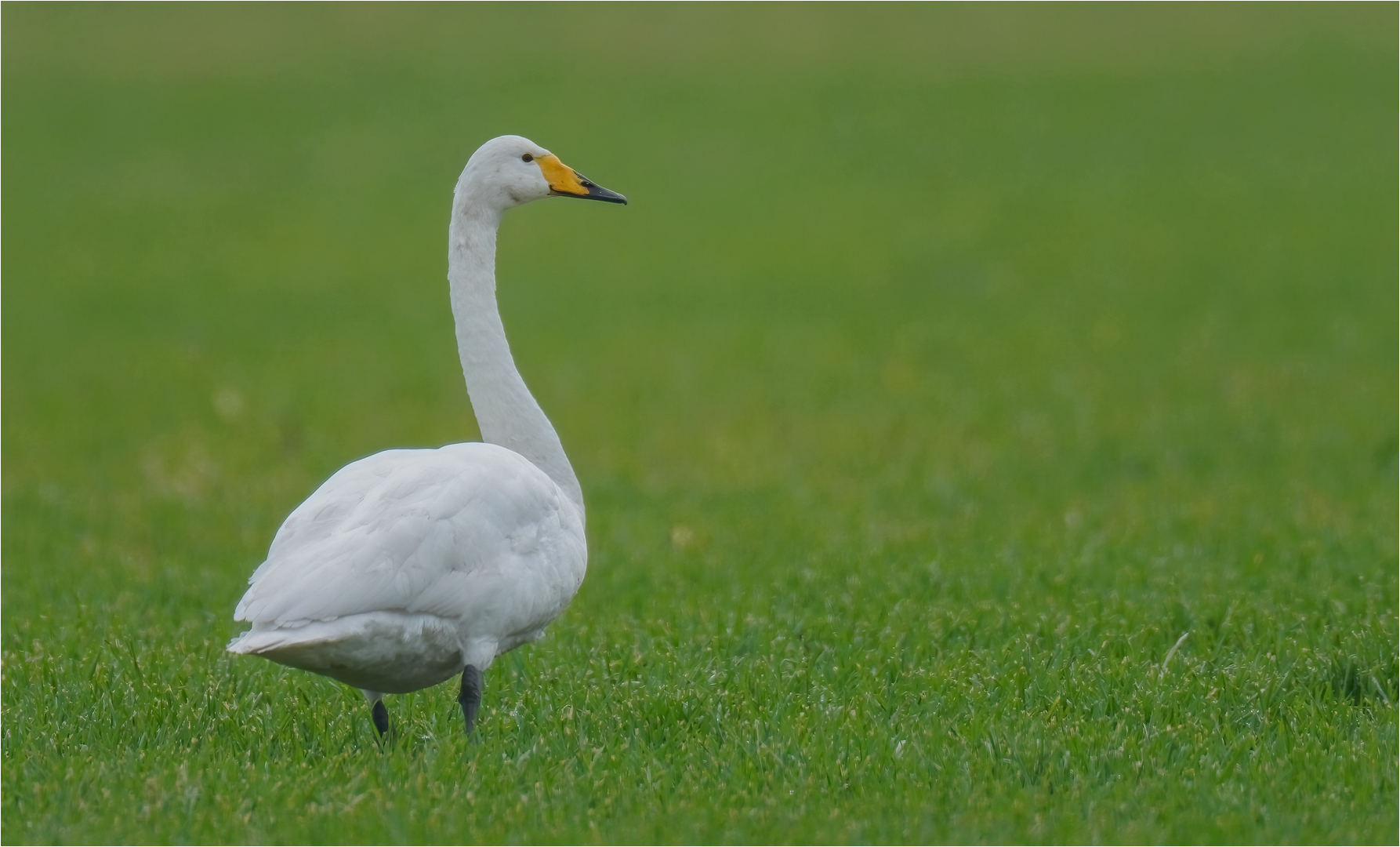 Singschwan