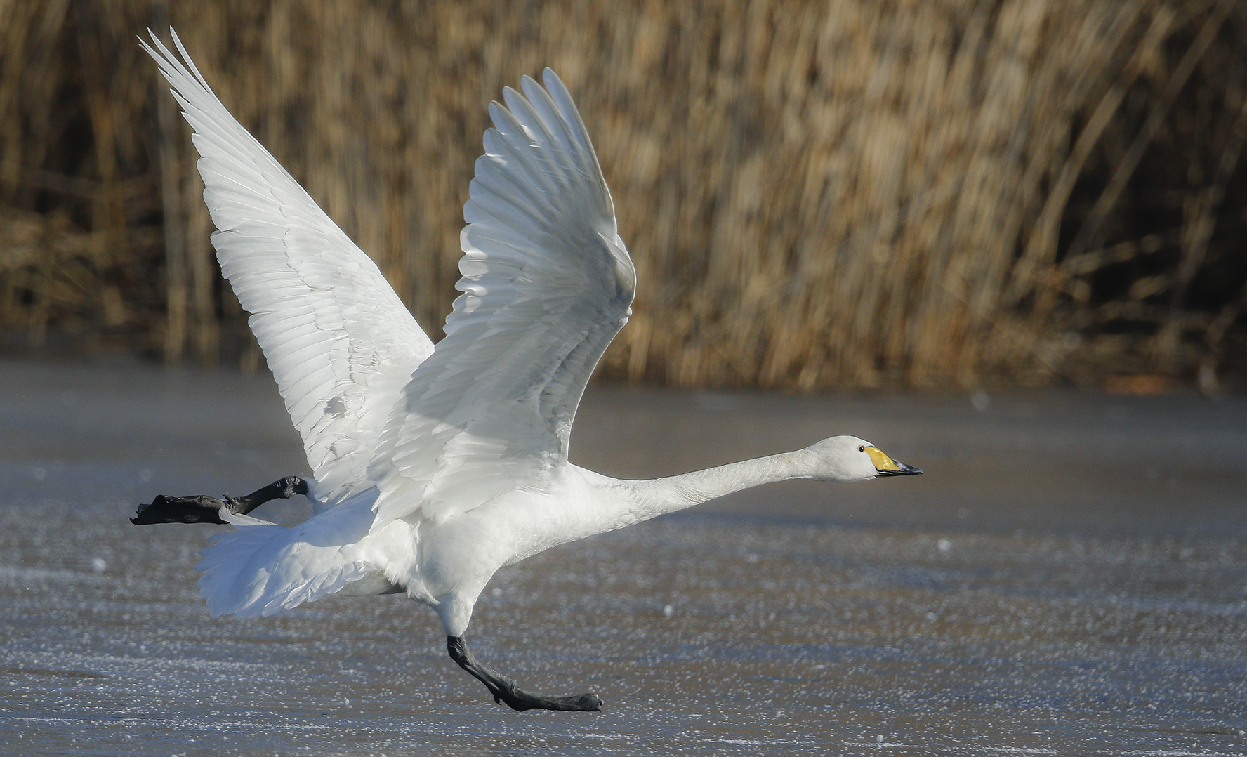 Singschwan