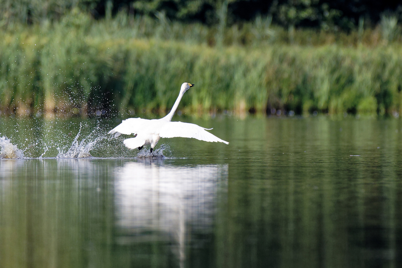 Singschwan