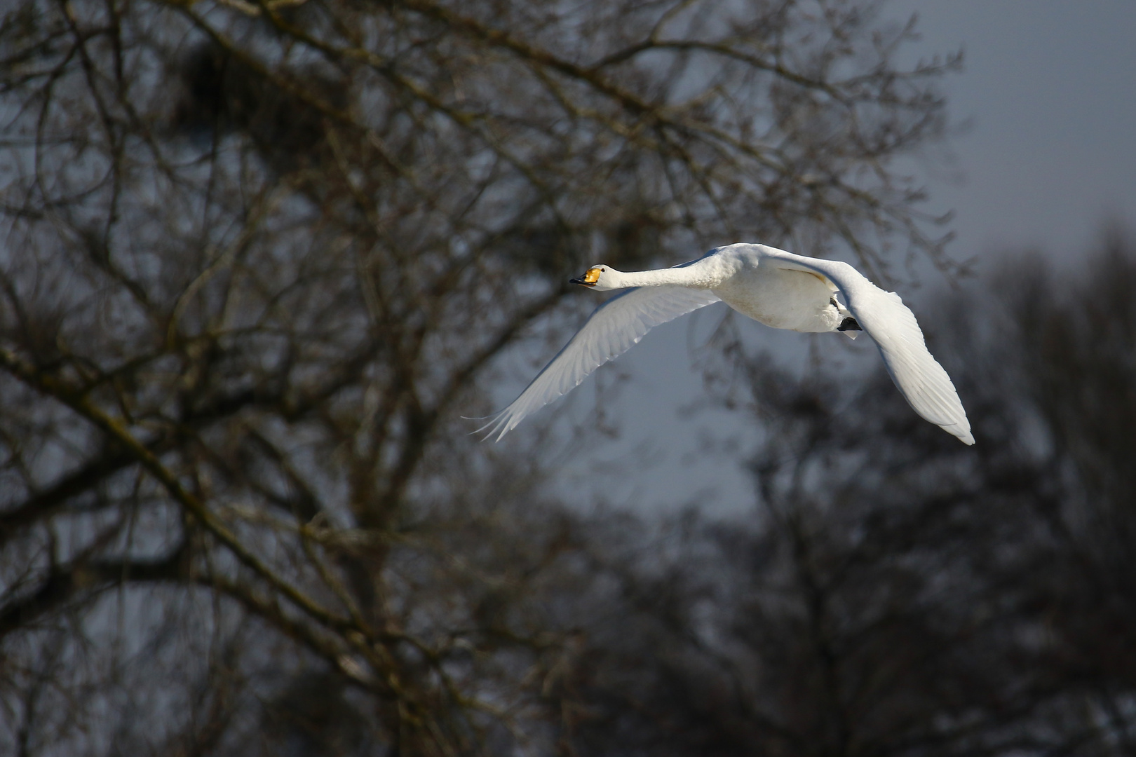 Singschwan 