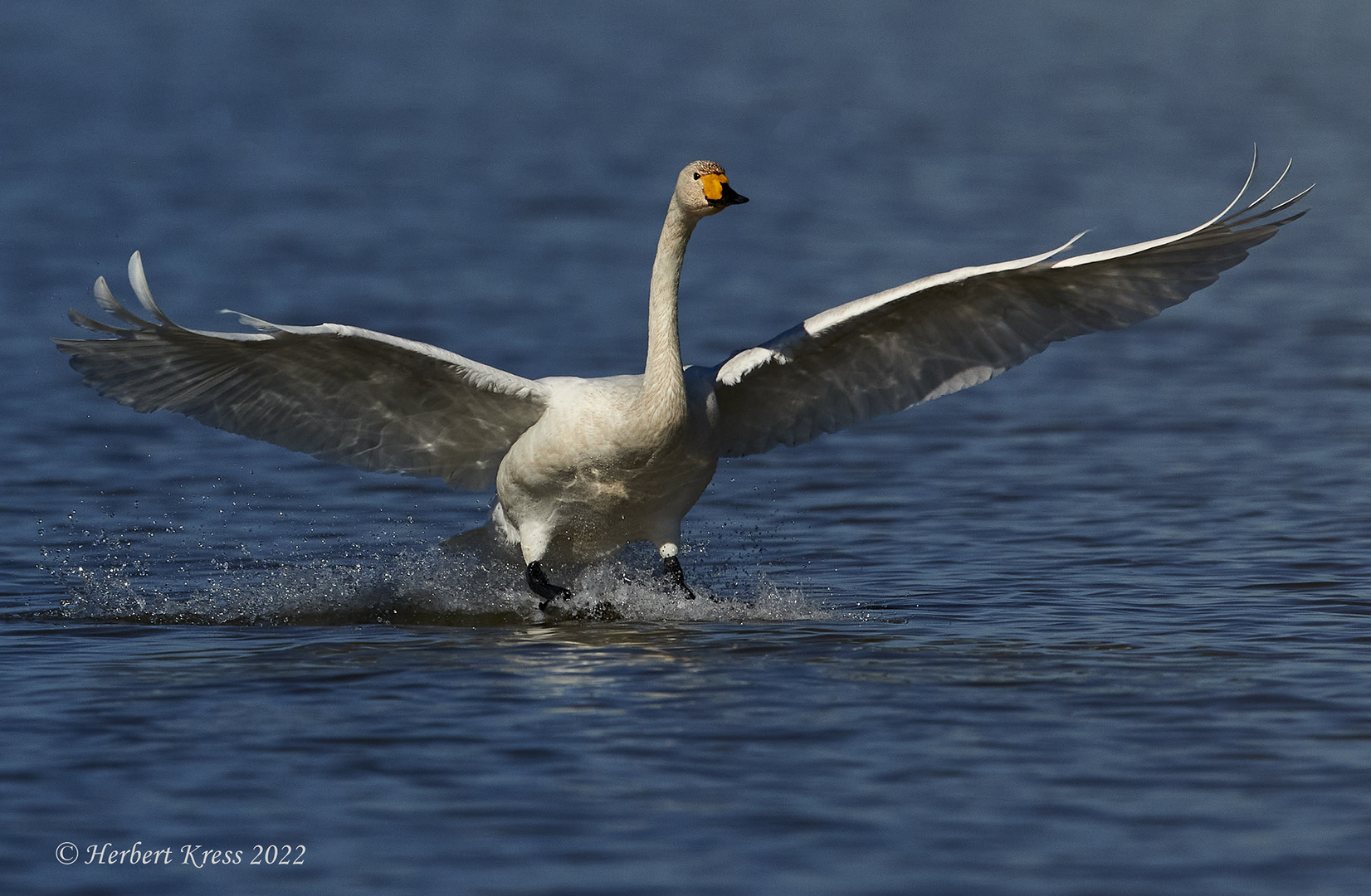 Singschwan