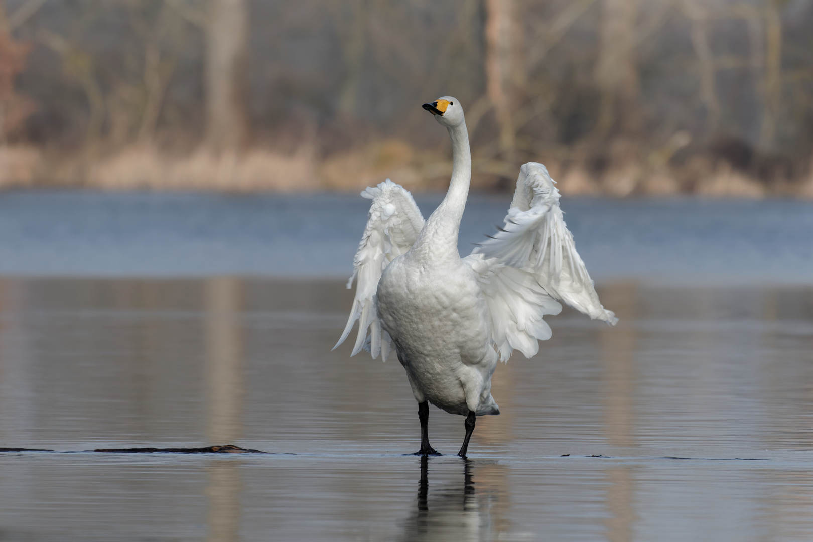 Singschwan 