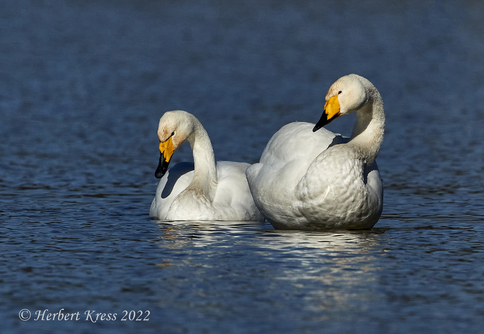 Singschwan