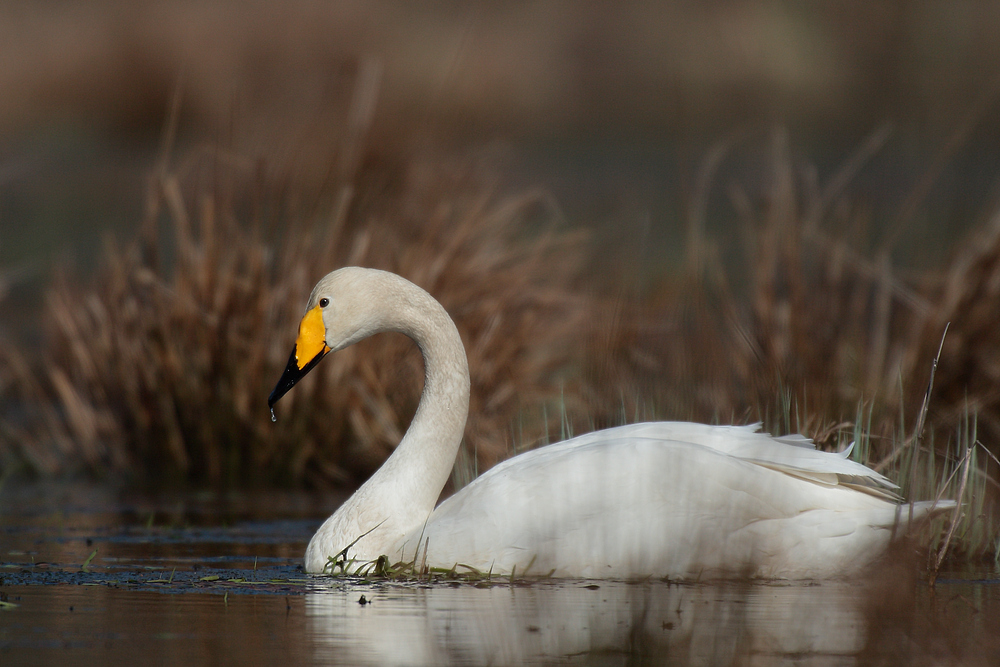 Singschwan