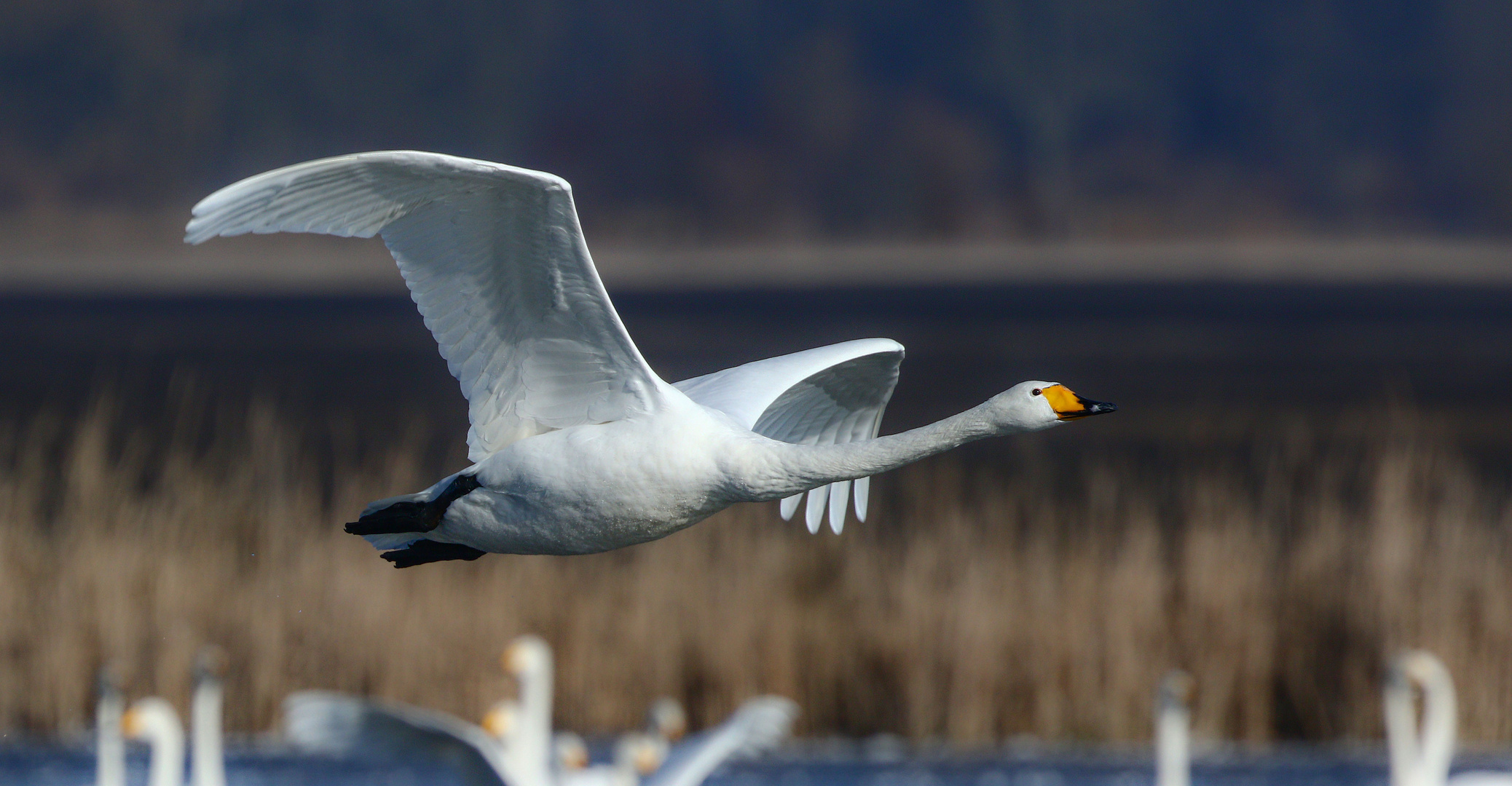 Singschwan