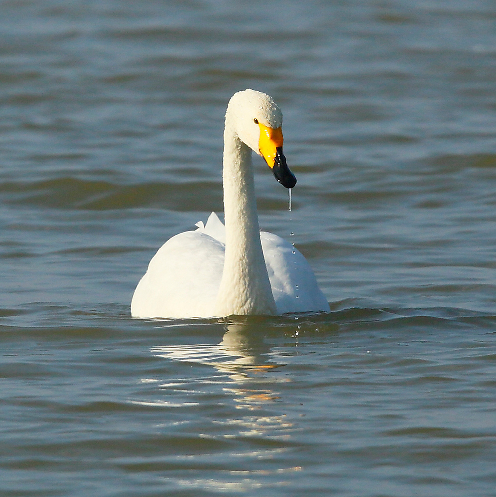 Singschwan.