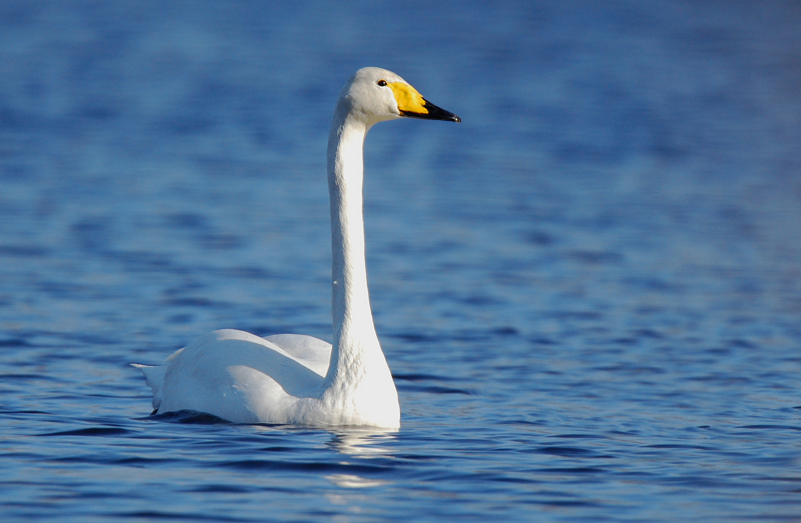 Singschwan