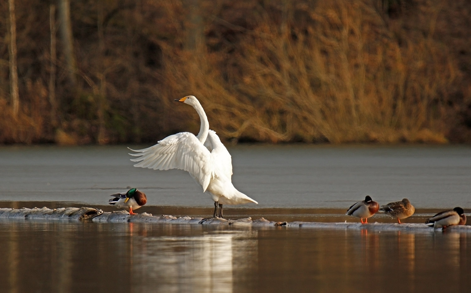 Singschwan