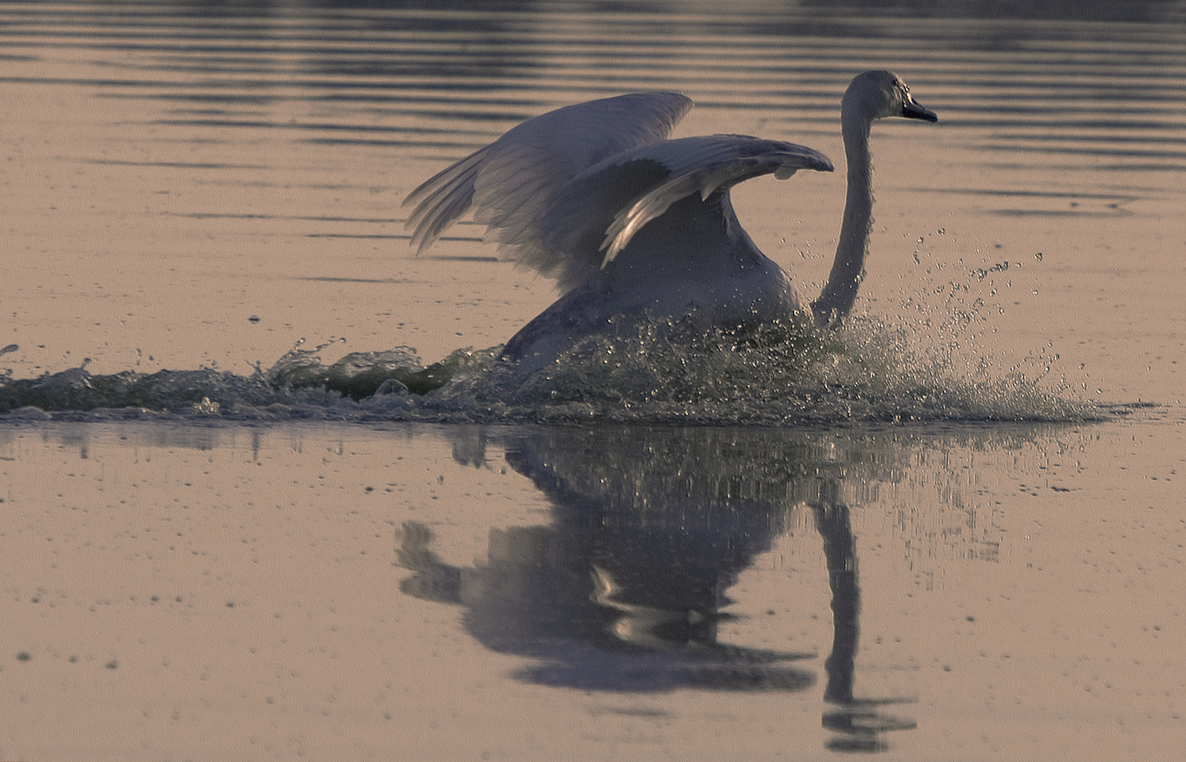 Singschwan